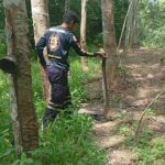 King cobra devours snake in Thai plantation, alarming workers | Thaiger