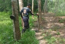 King cobra devours snake in Thai plantation, alarming workers
