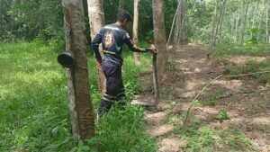 King cobra devours snake in Thai plantation, alarming workers
