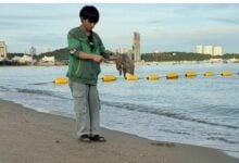 100,000 jellyfish stingers swarm Pattaya Beach in freak invasion