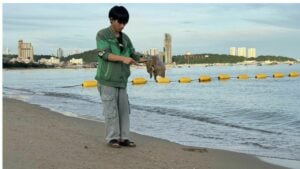 100,000 jellyfish stingers swarm Pattaya Beach in freak invasion
