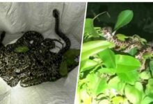 Slither-invasion! Baby pythons cause a hiss-teria in Thai village | Thaiger