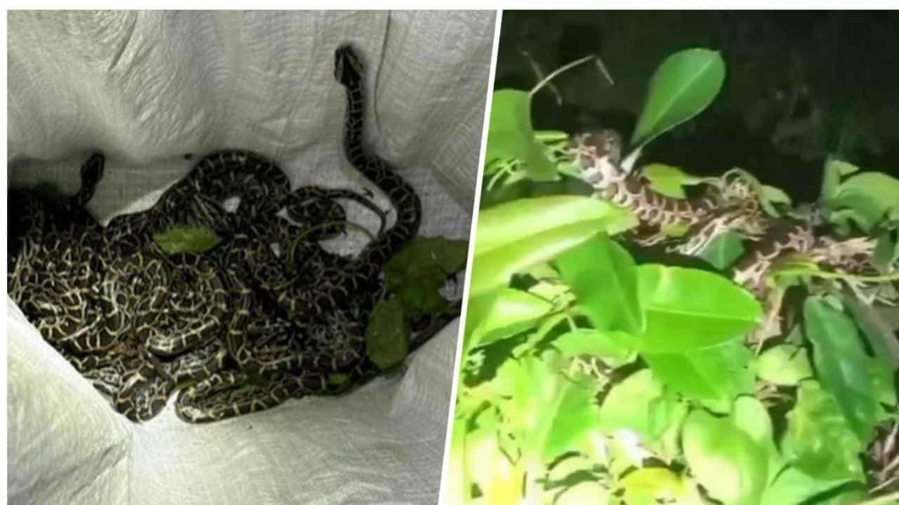 Slither-invasion! Baby pythons cause a hiss-teria in Thai village