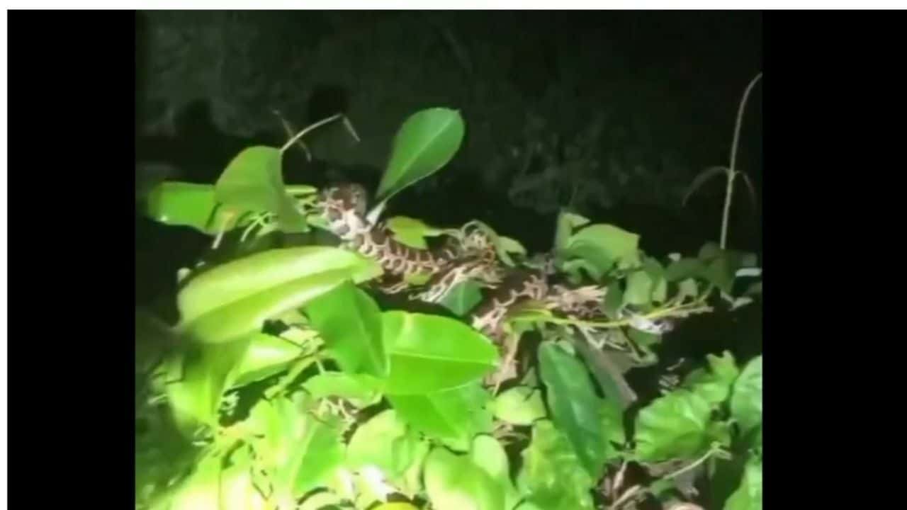 Slither-invasion! Baby pythons cause a hiss-teria in Thai village | News by Thaiger