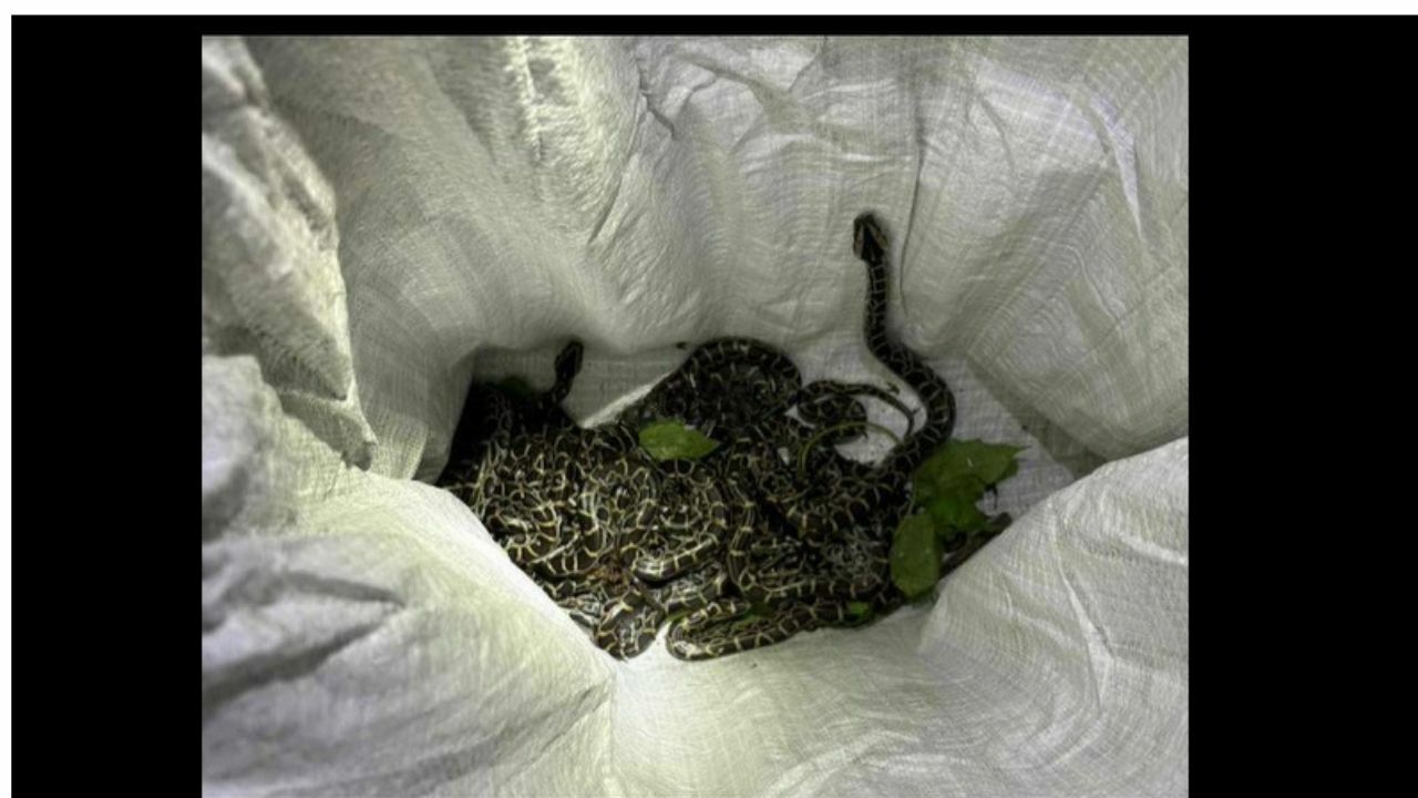 Slither-invasion! Baby pythons cause a hiss-teria in Thai village | News by Thaiger