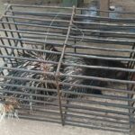 Thai officials dismantle wildlife trafficking network at Jam Pong | Thaiger