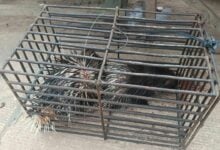 Thai officials dismantle wildlife trafficking network at Jam Pong