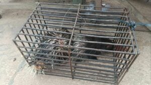 Thai officials dismantle wildlife trafficking network at Jam Pong