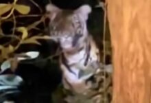 Wild tiger spotted observing researchers in Thai wildlife sanctuary (video) | Thaiger