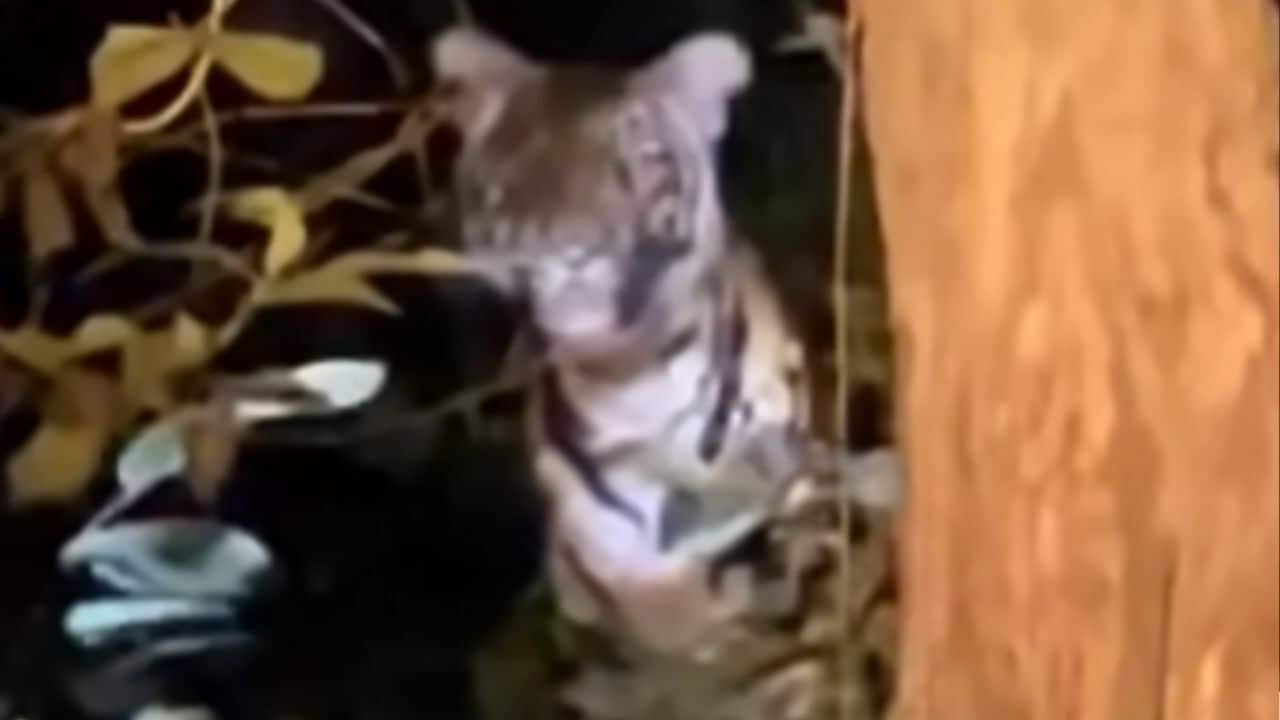 Wild tiger spotted observing researchers in Thai wildlife sanctuary (video)