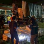 Illegal white sea bass worth 600,000 baht seized in Narathiwat | Thaiger