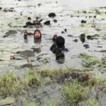 Factory worker vanishes after diving into pond to retrieve bird | Thaiger