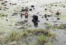 Factory worker vanishes after diving into pond to retrieve bird