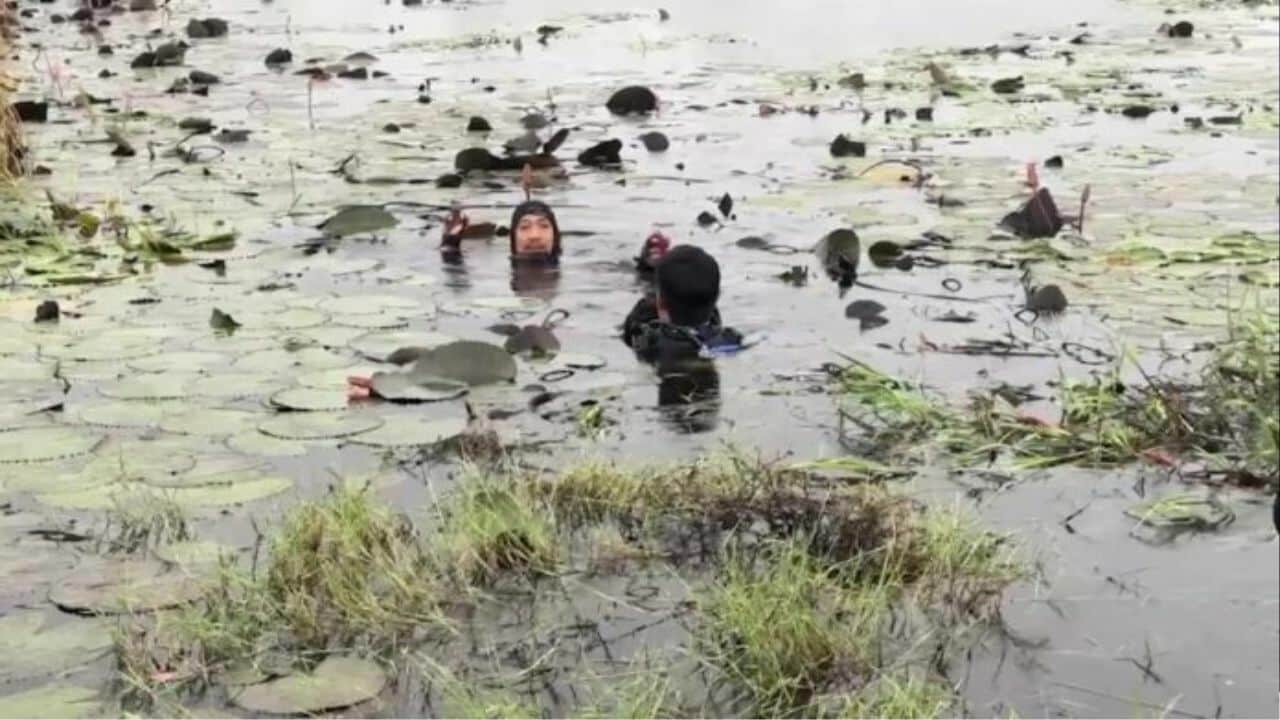 Factory worker vanishes after diving into pond to retrieve bird