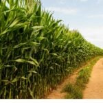 Cabinet approves 5.175 billion baht for sugarcane harvest support | Thaiger