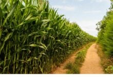 Cabinet approves 5.175 billion baht for sugarcane harvest support