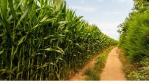 Cabinet approves 5.175 billion baht for sugarcane harvest support