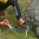 Endangered Olive Ridley turtle rescued from net at Karon Beach | Thaiger
