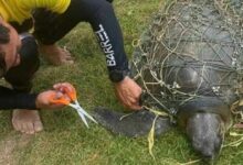Endangered Olive Ridley turtle rescued from net at Karon Beach | Thaiger