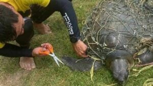 Endangered Olive Ridley turtle rescued from net at Karon Beach