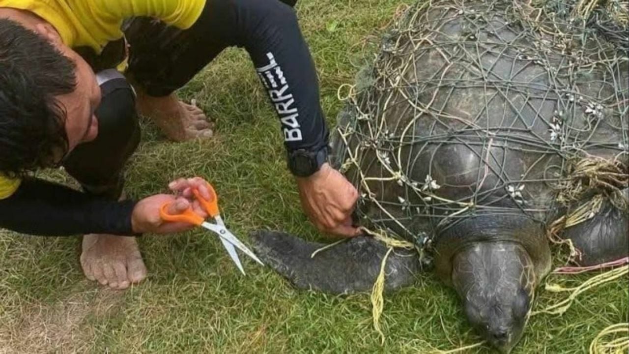 Endangered Olive Ridley turtle rescued from net at Karon Beach