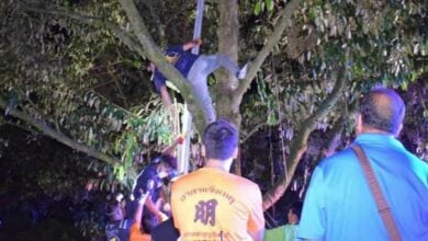 Orchard owner electrocuted by high-voltage wire in Chanthaburi
