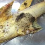 Fisheries boost monitoring amid toxic fears in Thai rivers | Thaiger