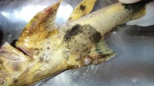 Fisheries boost monitoring amid toxic fears in Thai rivers