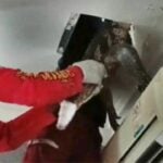 Large water monitor lizard rescued from Ayutthaya house ceiling | Thaiger