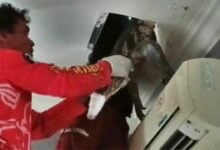 Large water monitor lizard rescued from Ayutthaya house ceiling