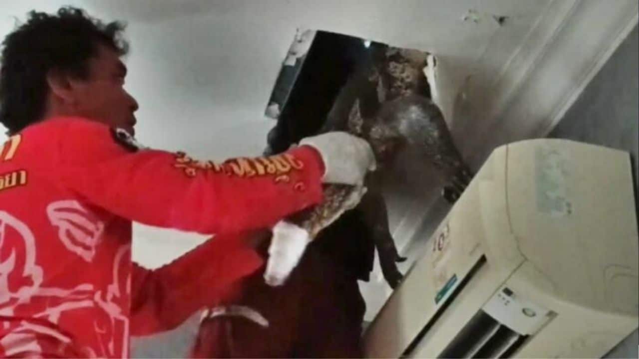 Large water monitor lizard rescued from Ayutthaya house ceiling