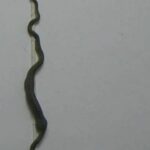 Green snake struggles to climb wall after swallowing gecko | Thaiger