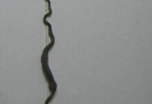 Green snake struggles to climb wall after swallowing gecko