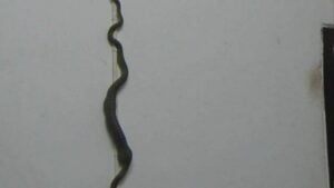 Green snake struggles to climb wall after swallowing gecko