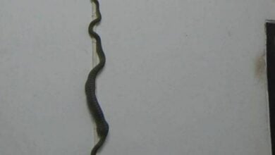 Green snake struggles to climb wall after swallowing gecko