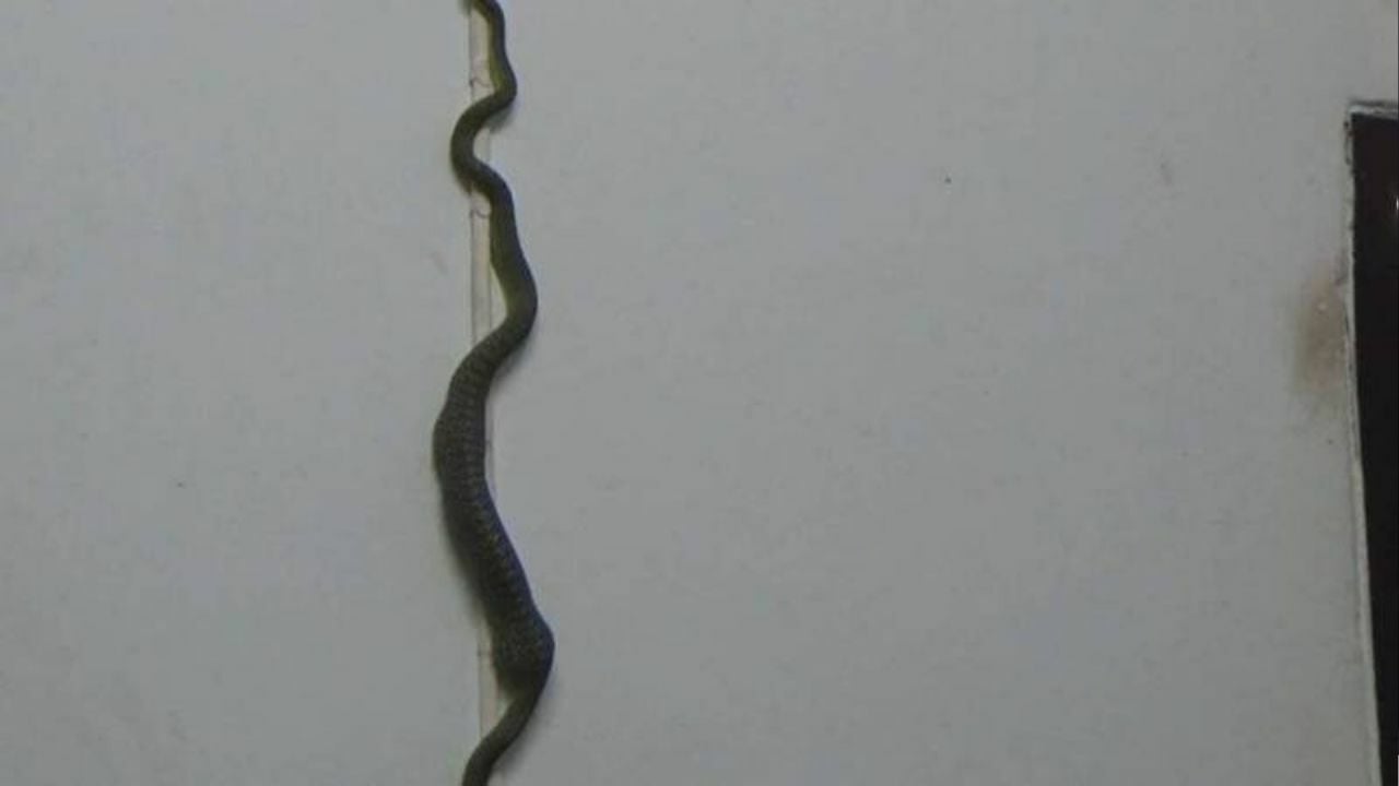 Green snake struggles to climb wall after swallowing gecko