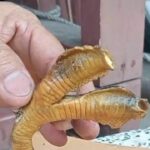 Family finds rare two-headed snake in Chiang Mai home | Thaiger