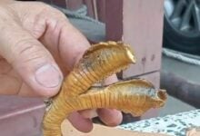 Family finds rare two-headed snake in Chiang Mai home