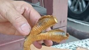 Family finds rare two-headed snake in Chiang Mai home