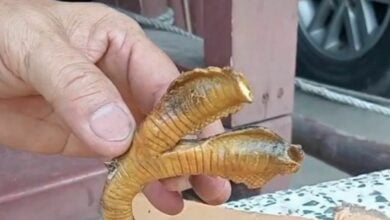 Family finds rare two-headed snake in Chiang Mai home