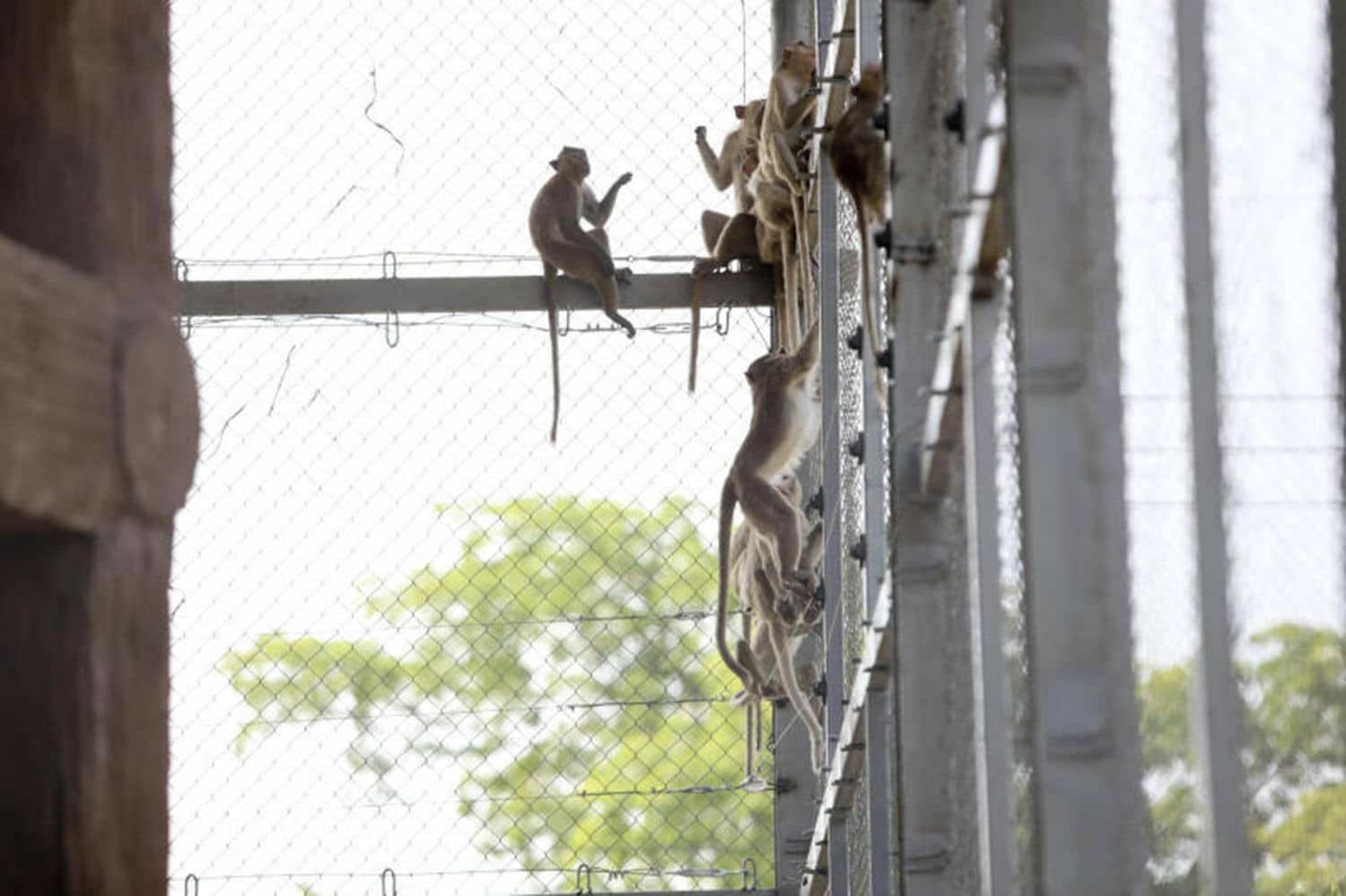 Monkey sterilisation drive ramps up in Lopburi crackdown | News by Thaiger