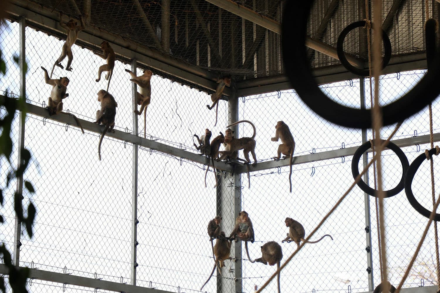 Monkey sterilisation drive ramps up in Lopburi crackdown | News by Thaiger