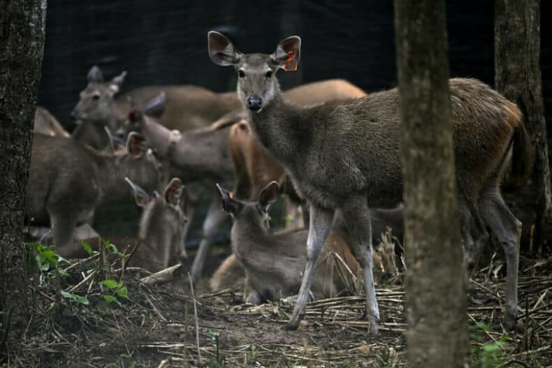 Tiger comeback: Prey release sparks hope in Thai jungle | News by Thaiger