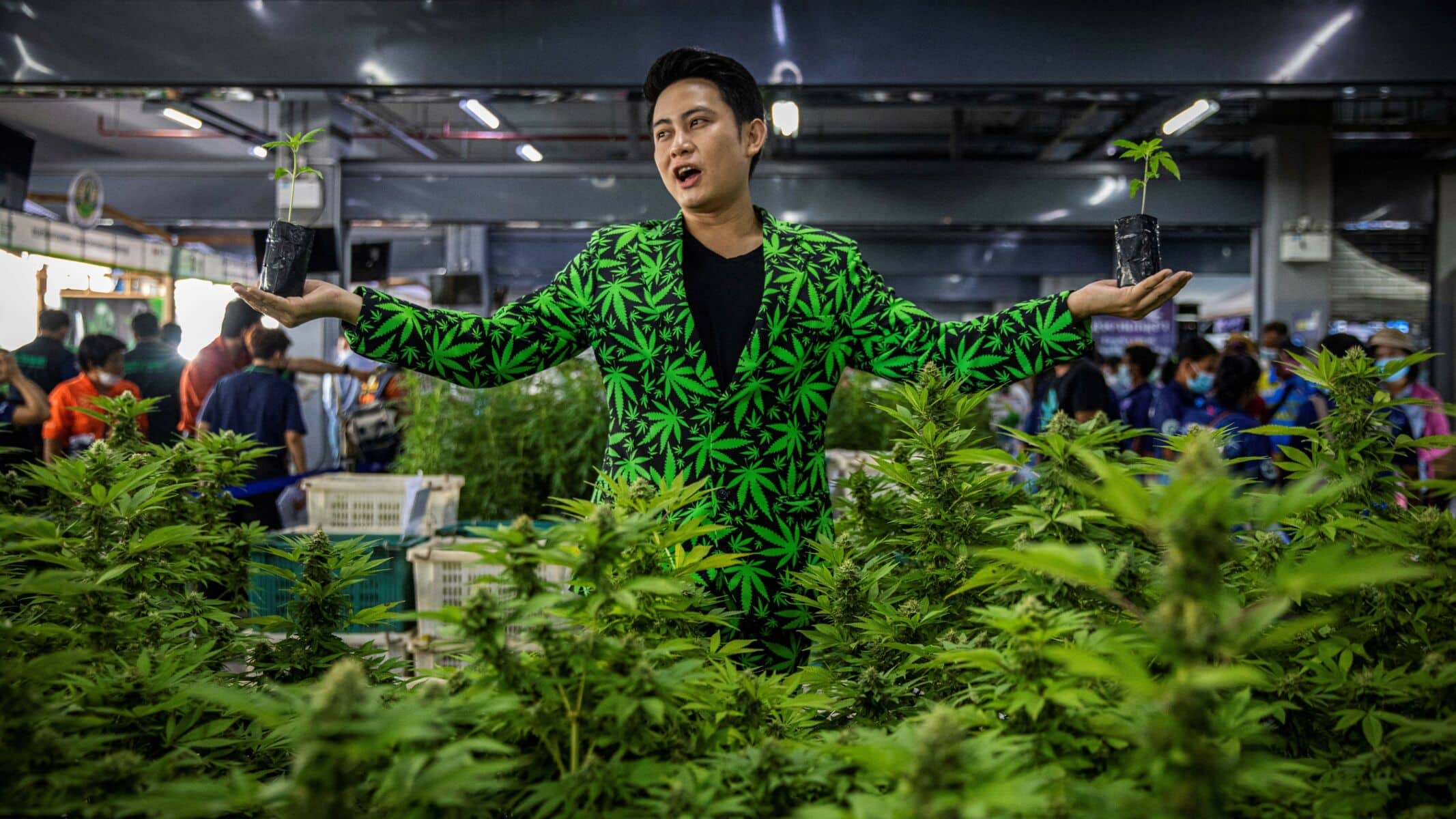 High and dry: Health minister’s war on cannabis shops | News by Thaiger
