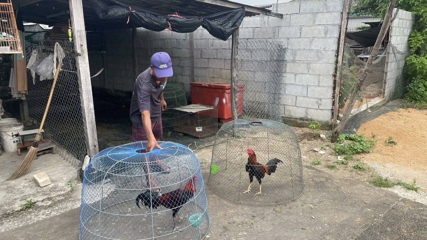 Fowl play: Pattaya bird bandits ruffle feathers in cocky heist | News by Thaiger