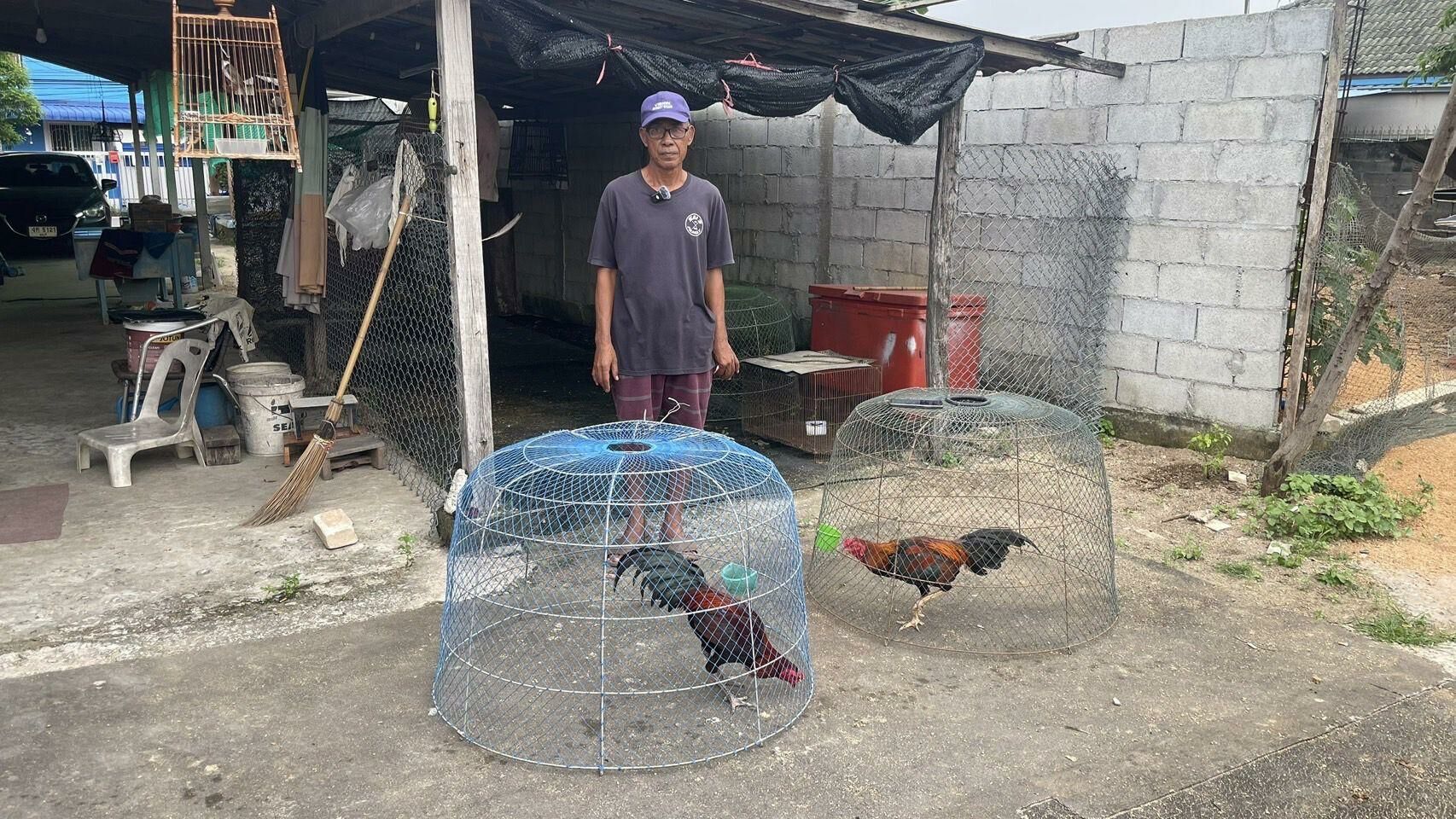 Fowl play: Pattaya bird bandits ruffle feathers in cocky heist | News by Thaiger