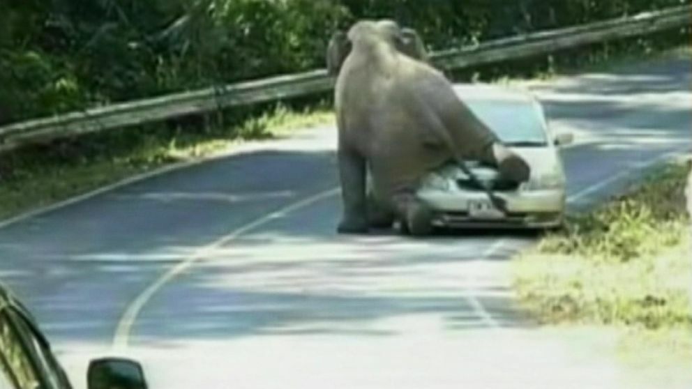 New compensation policy for wild elephant attacks in Thailand | News by Thaiger