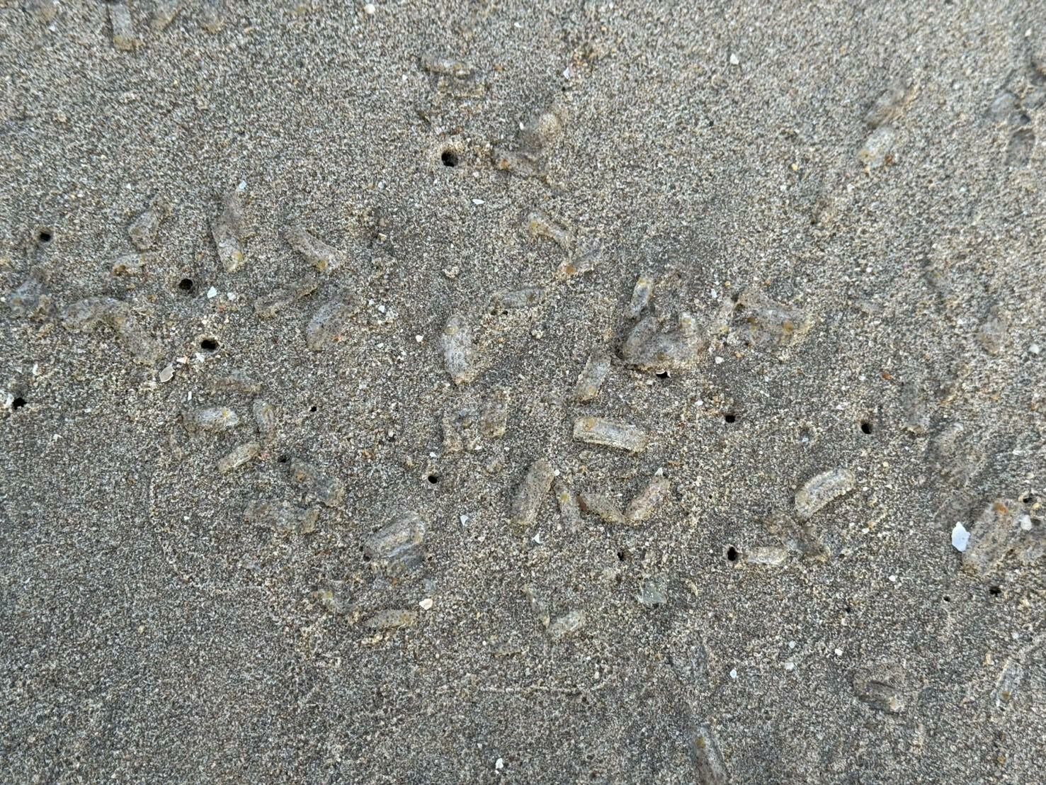 100,000 jellyfish stingers swarm Pattaya Beach in freak invasion | News by Thaiger