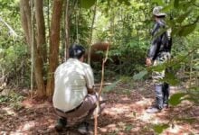 Wildlife officials to prosecute shooter of injured Khao Yai elephant