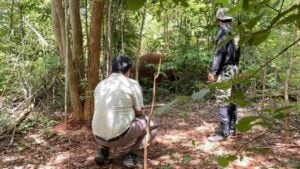 Wildlife officials to prosecute shooter of injured Khao Yai elephant